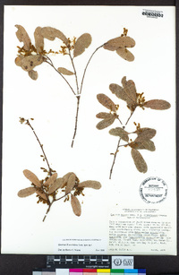 Quercus × acutidens image