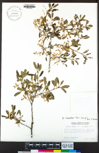 Quercus × acutidens image