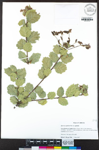 Quercus agrifolia image