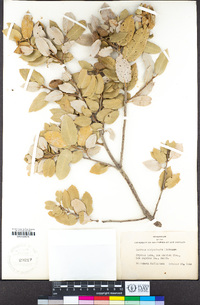 Quercus chrysolepis image