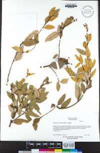 Quercus chrysolepis image