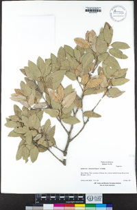 Quercus chrysolepis image