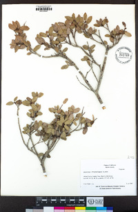 Quercus chrysolepis image