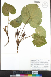 Asarum hartwegii image