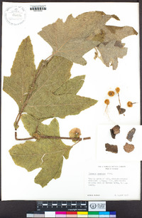 Platanus racemosa image