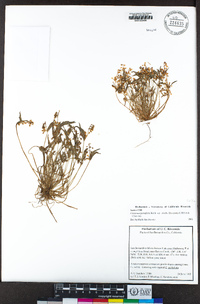 Claytonia parviflora subsp. viridis image