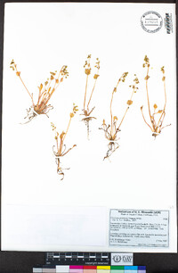 Claytonia perfoliata image