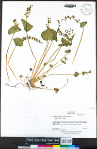 Claytonia perfoliata image