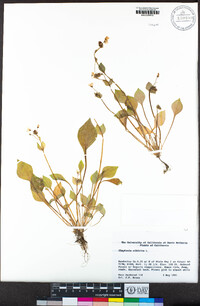 Claytonia sibirica image