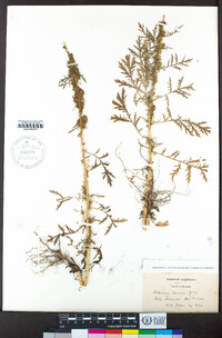 Artemisia biennis image