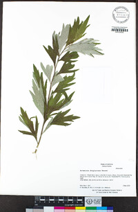 Artemisia douglasiana image