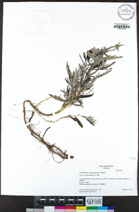 Artemisia douglasiana image