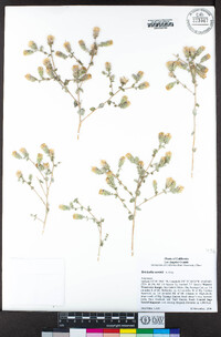 Brickellia nevinii image