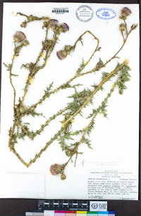 Carduus acanthoides subsp. acanthoides image