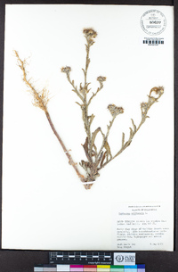 Centaurea melitensis image