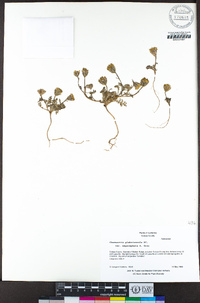 Chaenactis glabriuscula var. megacephala image