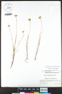 Chaenactis glabriuscula var. glabriuscula image