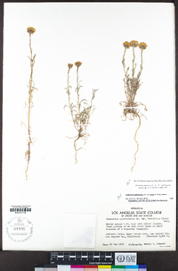 Chaenactis glabriuscula image