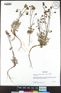 Chaenactis douglasii image