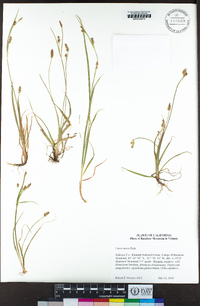 Carex aurea image