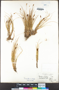 Carex breweri image