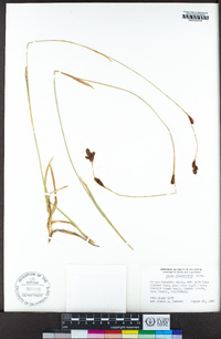 Carex fissuricola image