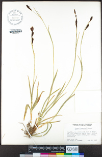 Carex fissuricola image