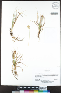 Carex douglasii image