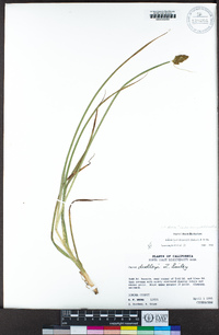 Carex densa image