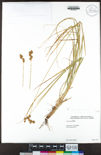 Carex leporina image