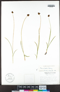 Carex illota image