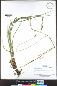 Carex nudata image