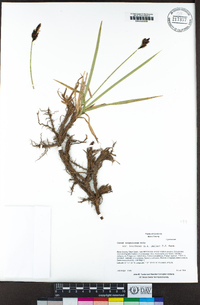 Carex scopulorum var. bracteosa image