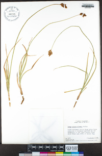 Carex straminiformis image