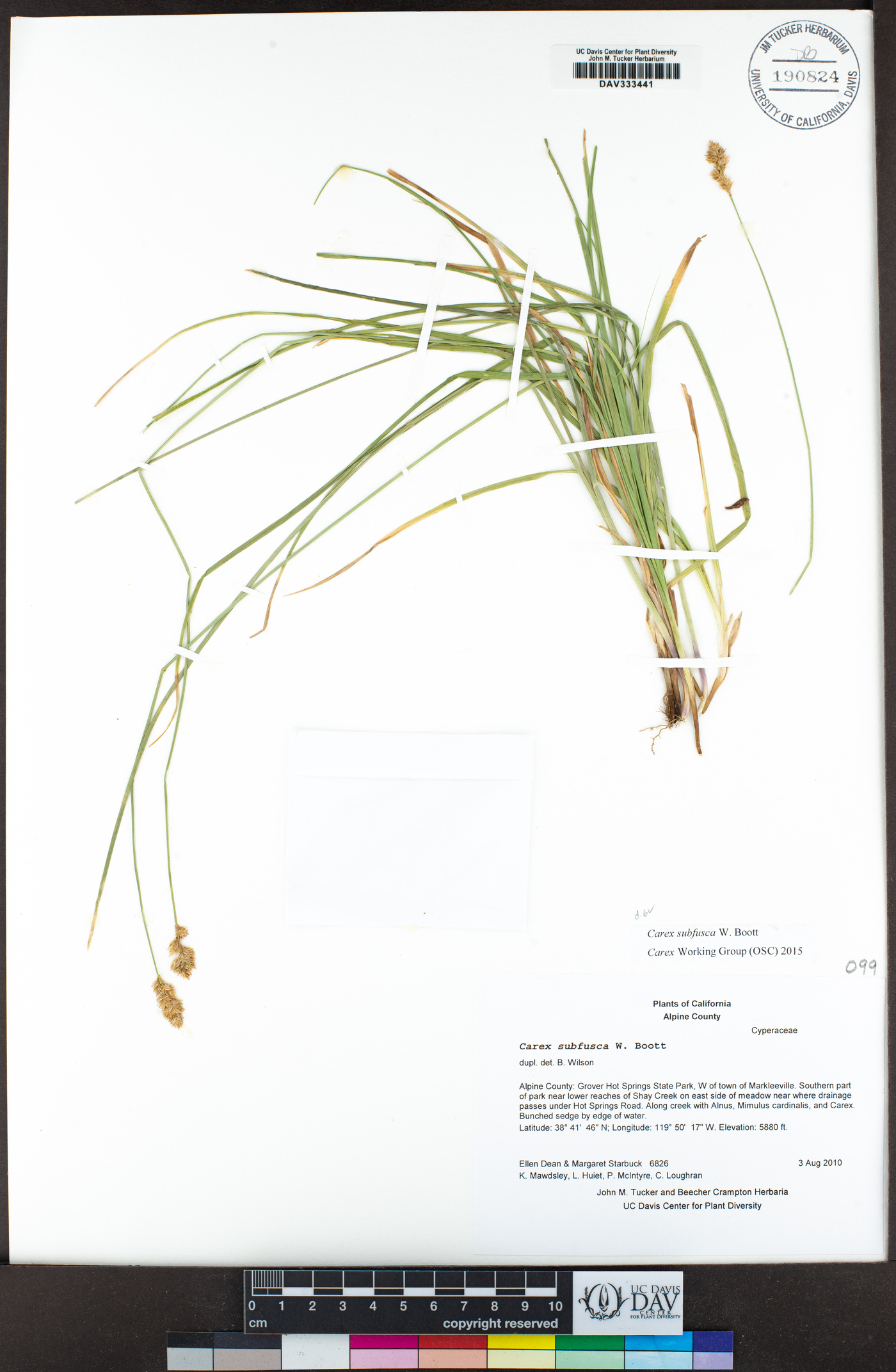 Carex subfusca image