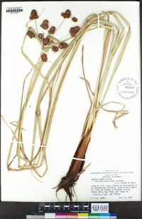 Cyperus owanii image