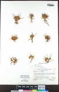 Cyperus squarrosus image