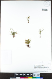 Cyperus squarrosus image