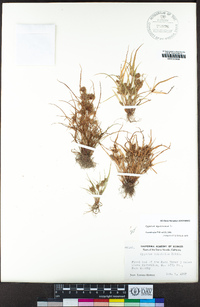 Cyperus squarrosus image