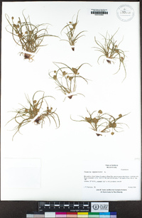 Cyperus squarrosus image