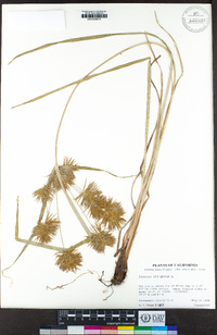 Cyperus strigosus image