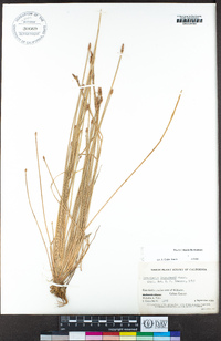 Eleocharis engelmannii image