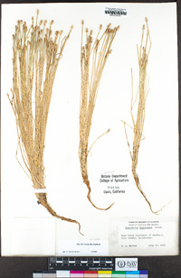 Eleocharis engelmannii image