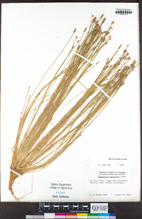 Eleocharis engelmannii image