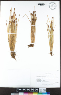 Eleocharis engelmannii image