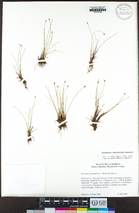 Eleocharis suksdorfiana image