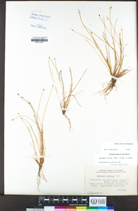 Isolepis cernua image