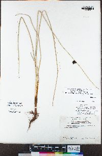 Schoenoplectus pungens image