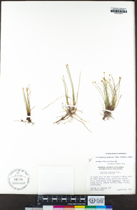 Trichophorum pumilum image