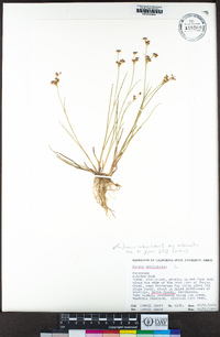 Juncus articulatus image